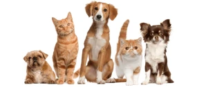 Pet Shop’larda Hayvan Satışı Yasaklanacak