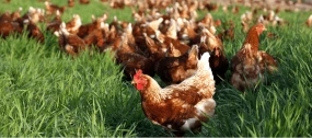 Tavuk Yetiştirme Çiftliği Açmak İçin Neye İhtiyacınız Var?