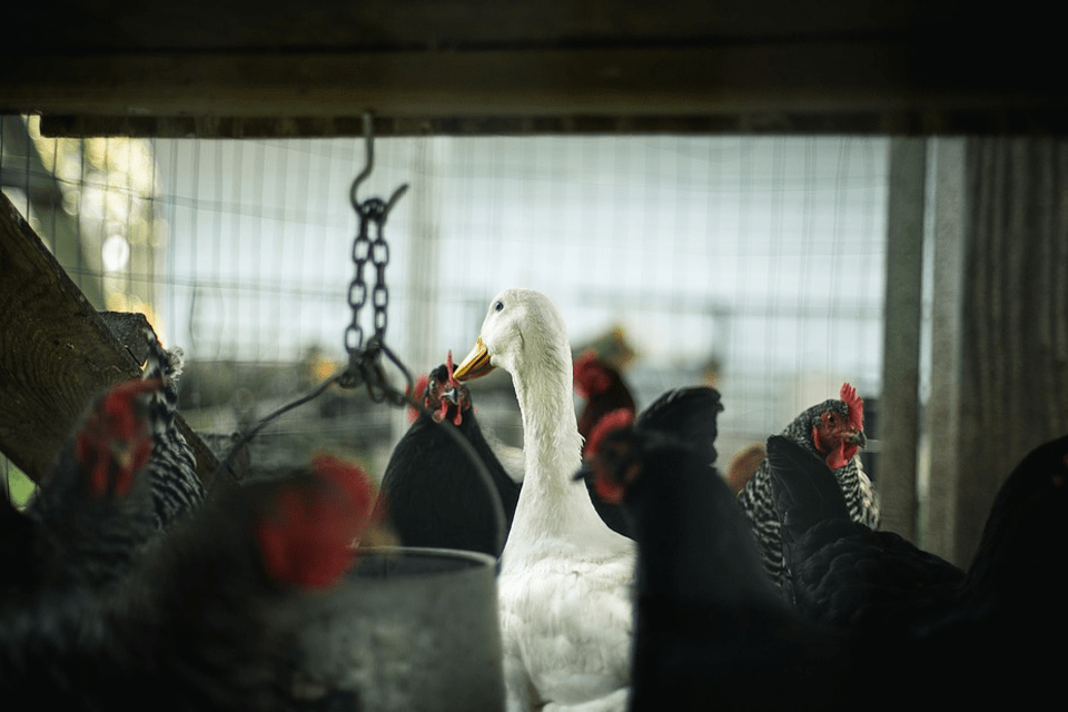 Tavuk Çiftliği Nasıl Kurulur